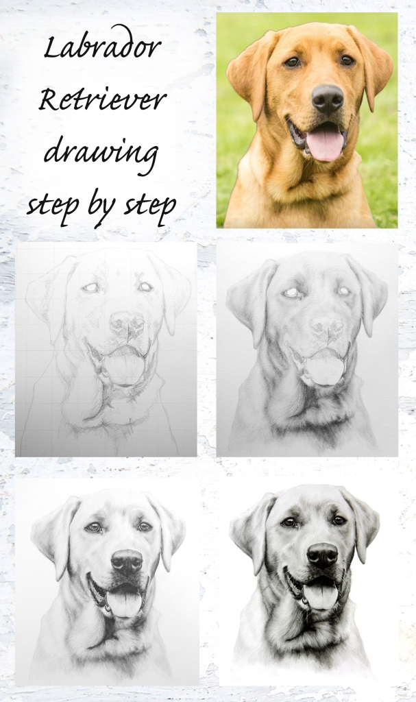 Pencil Dog pet portrait work in progress step by step