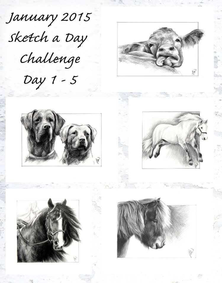 Pencil sketches by North Highlands Art. Dogs, Cows and Horses. Art for sale